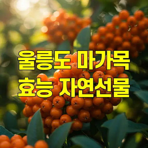 울릉도 마가목 효능 특별함이 담긴 자연의 선물